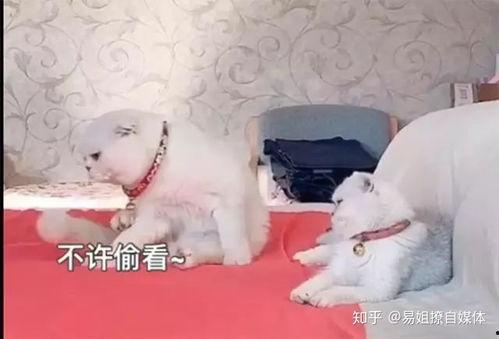 娱乐吃瓜君说刘二豆没了