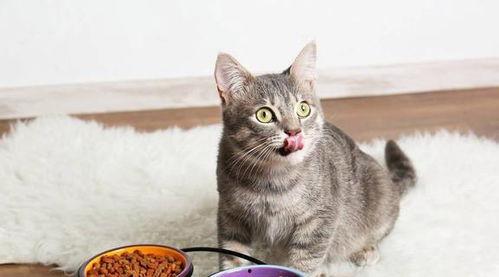 娱乐吃瓜猫咪视频大全最新,最新猫咪吃瓜视频大盘点